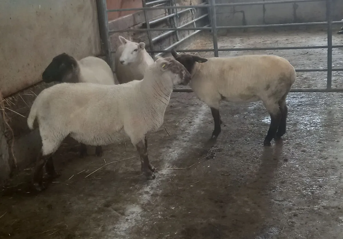 Hoggett ewes - Image 1