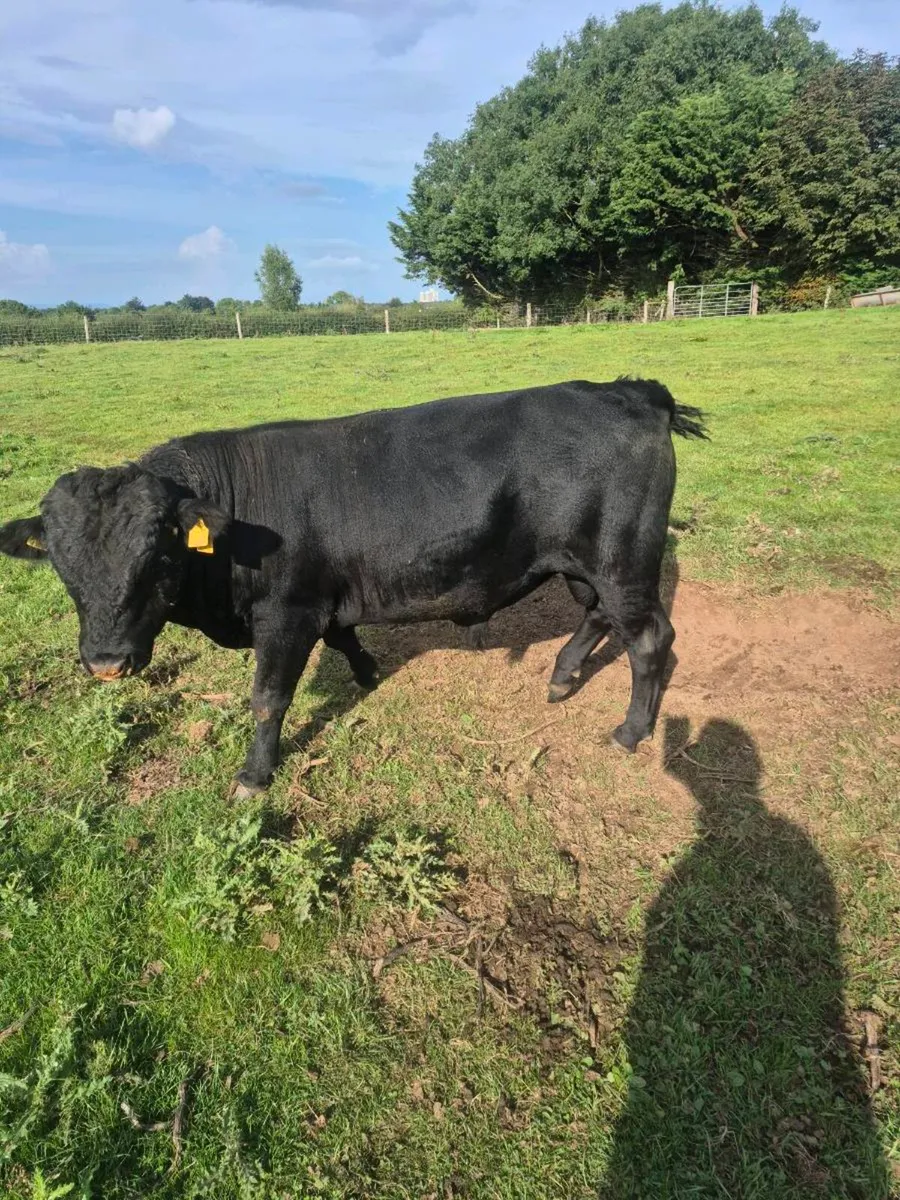 Dexter bull - Image 1