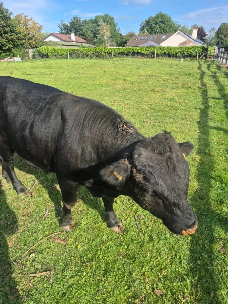 Dexter bull - Image 2