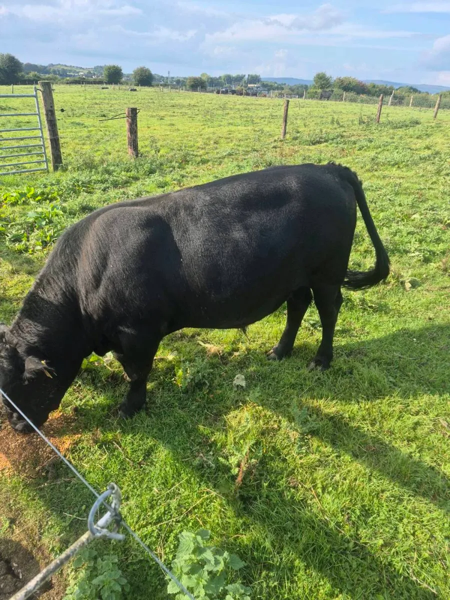 Dexter bull - Image 3