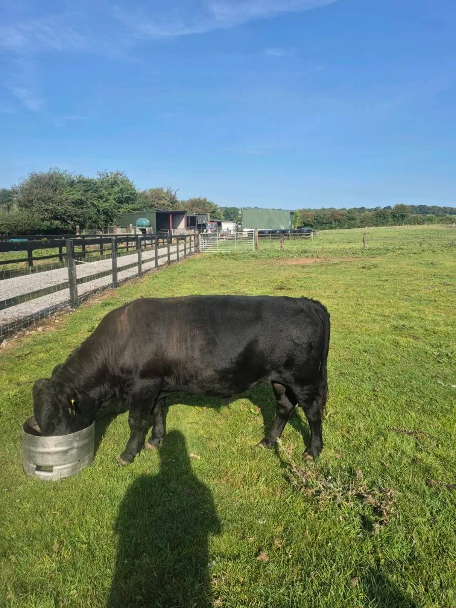 Dexter bull - Image 4