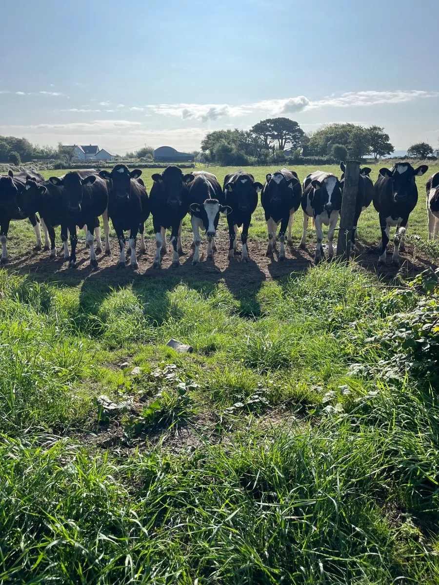 Heifers - Image 1