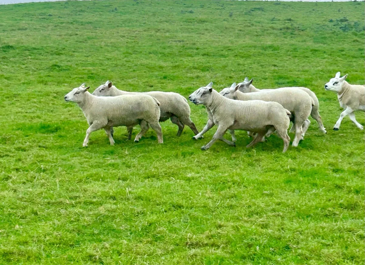 Chartex texel and Charolais rams - Image 3