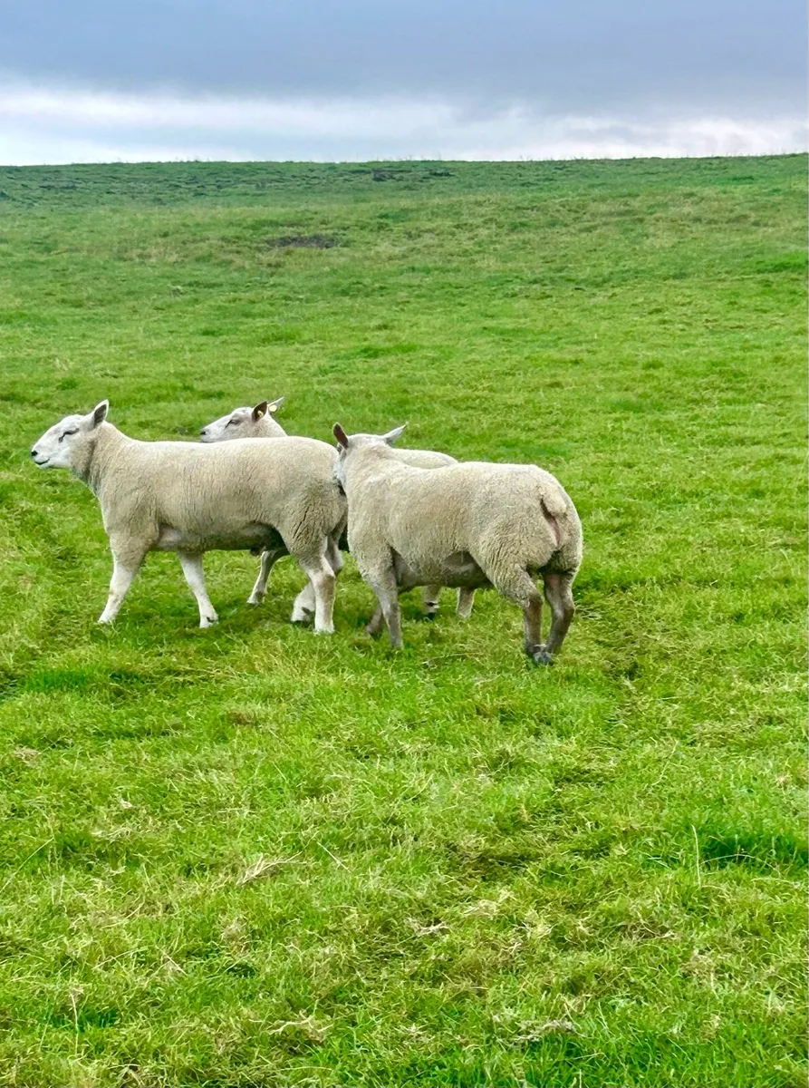 Chartex texel and Charolais rams - Image 2