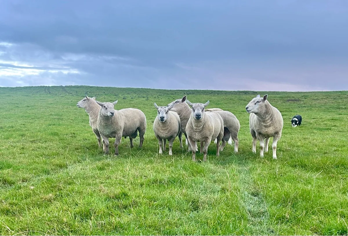 Chartex texel and Charolais rams - Image 1