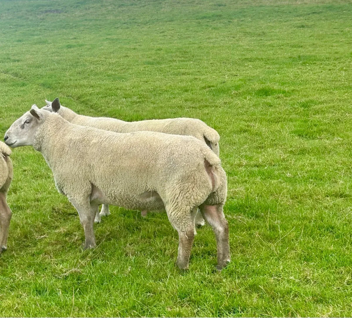 Chartex texel and Charolais rams - Image 4