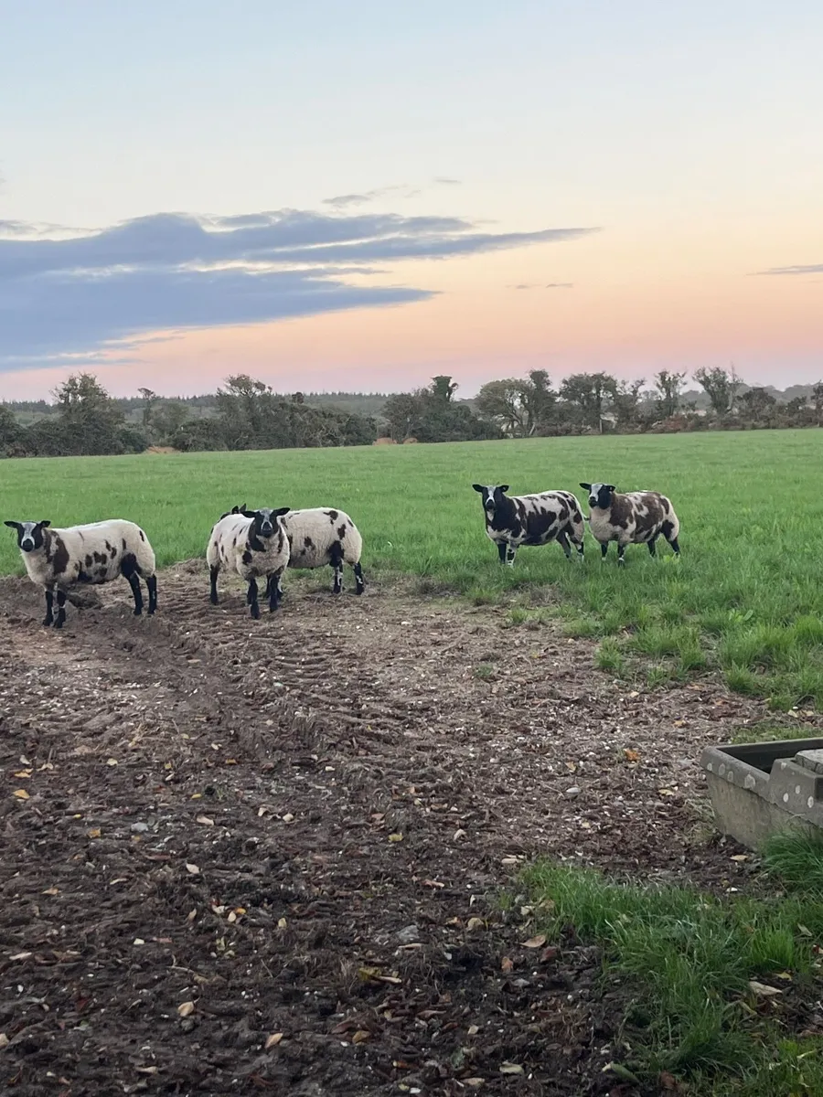 Pbr Dutch spotted ewe lambs, hogget, ram lambs - Image 1