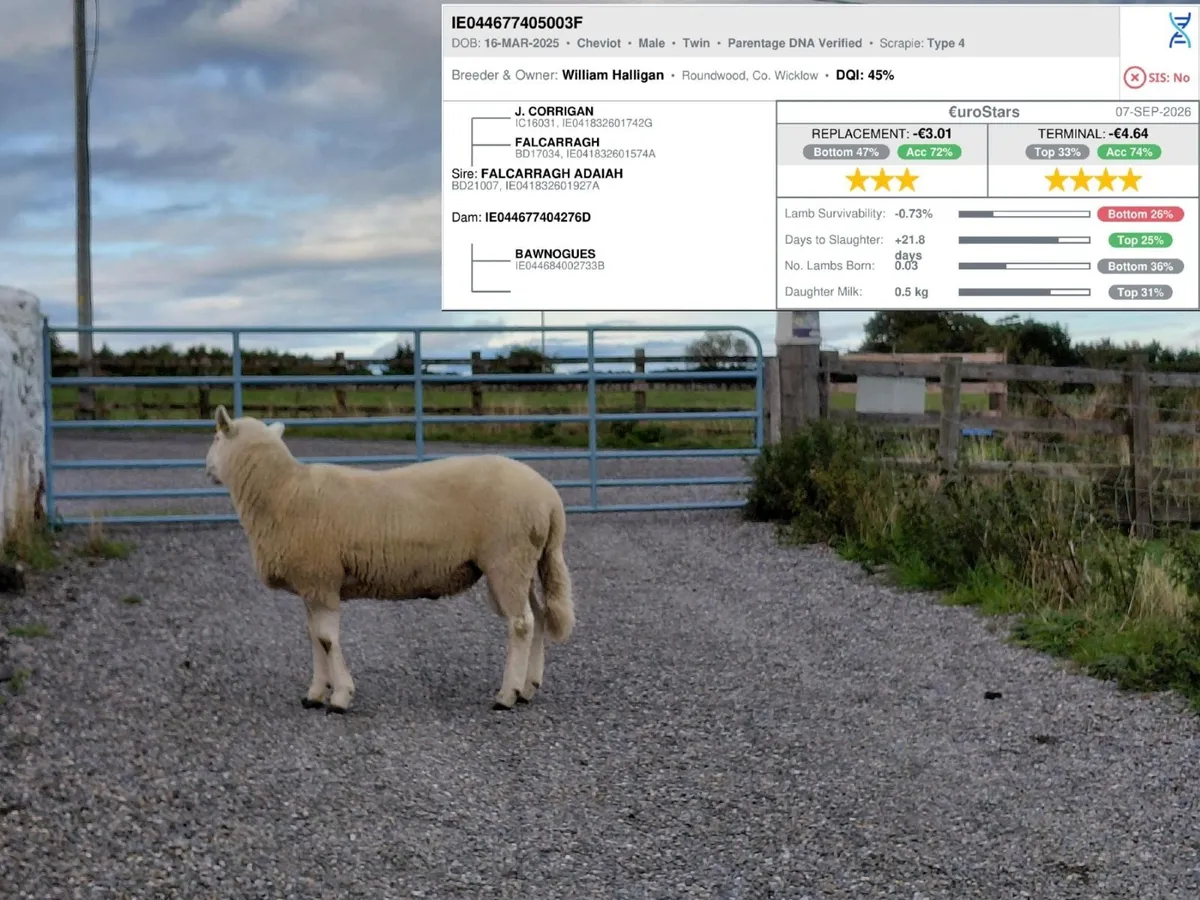 Cheviot Hogget Rams - Image 2