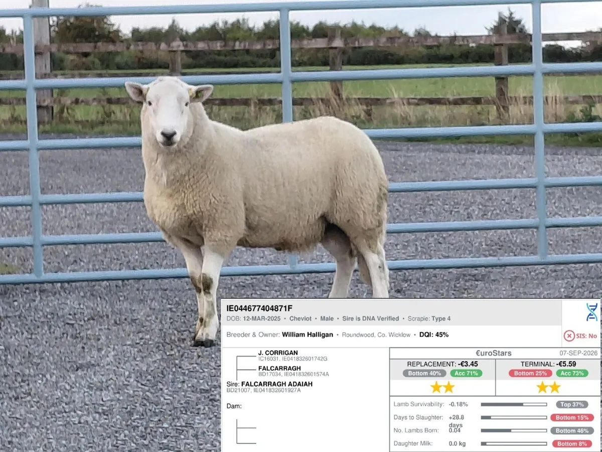 Cheviot Hogget Rams - Image 3