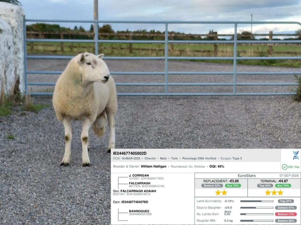 Cheviot Hogget Rams - Image 4
