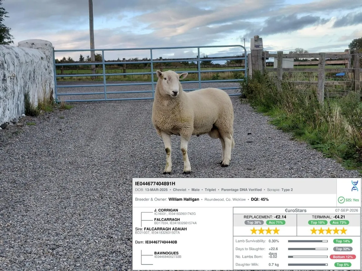 Cheviot Hogget Rams - Image 1