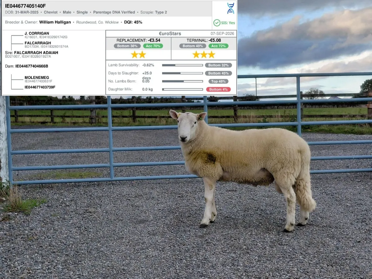 Cheviot Hogget Rams - Image 1