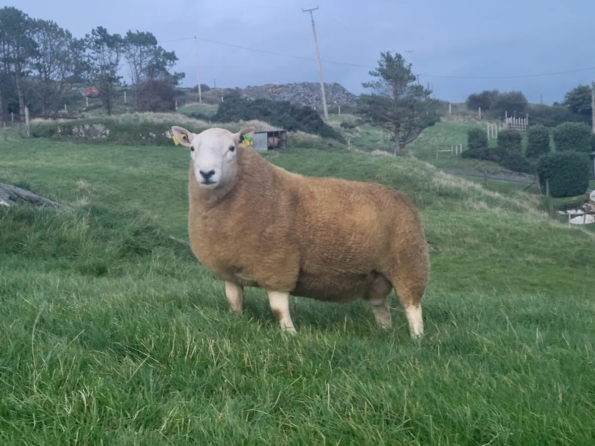 North Country Shearlings - Image 1