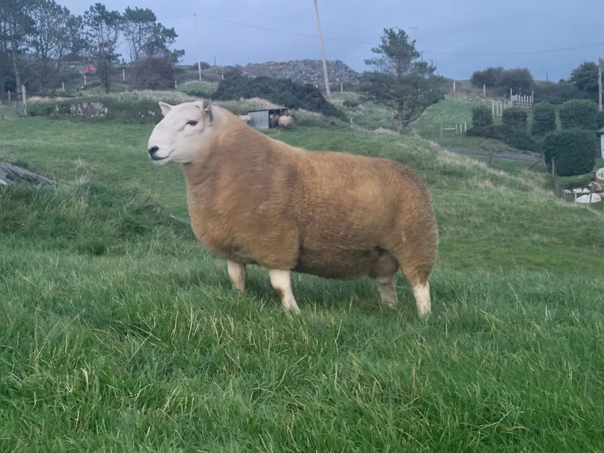 North Country Shearlings - Image 2