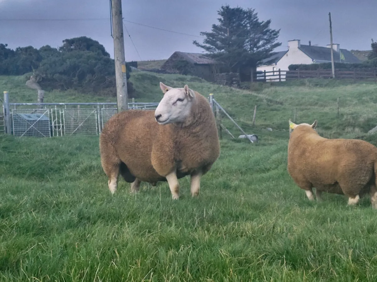 North Country Shearlings - Image 3