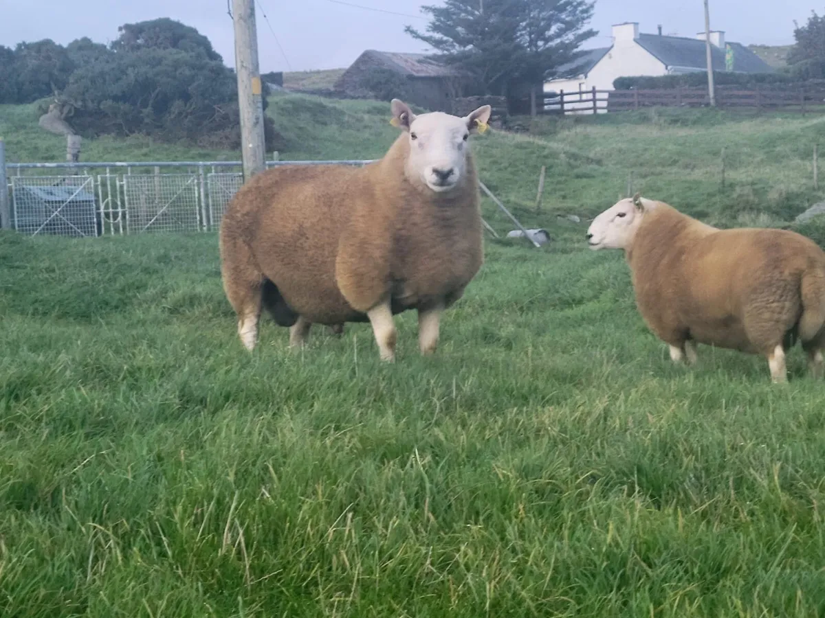North Country Shearlings - Image 4
