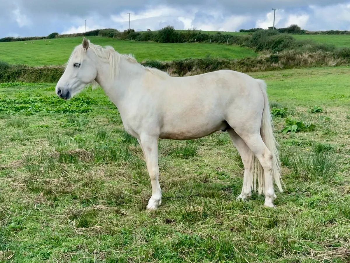 Palomino Pony - Image 2