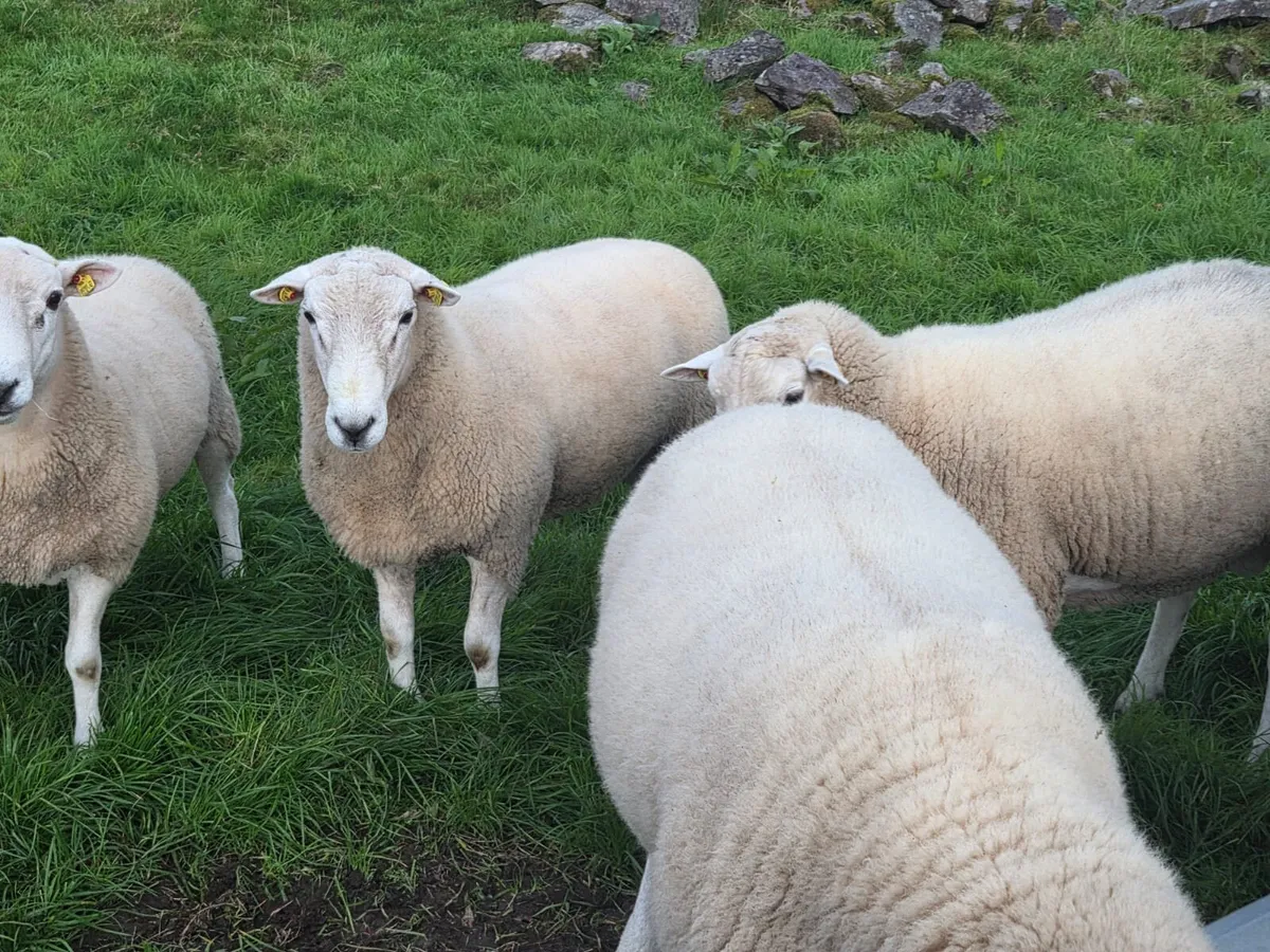 Lleyn hogget rams - Image 2