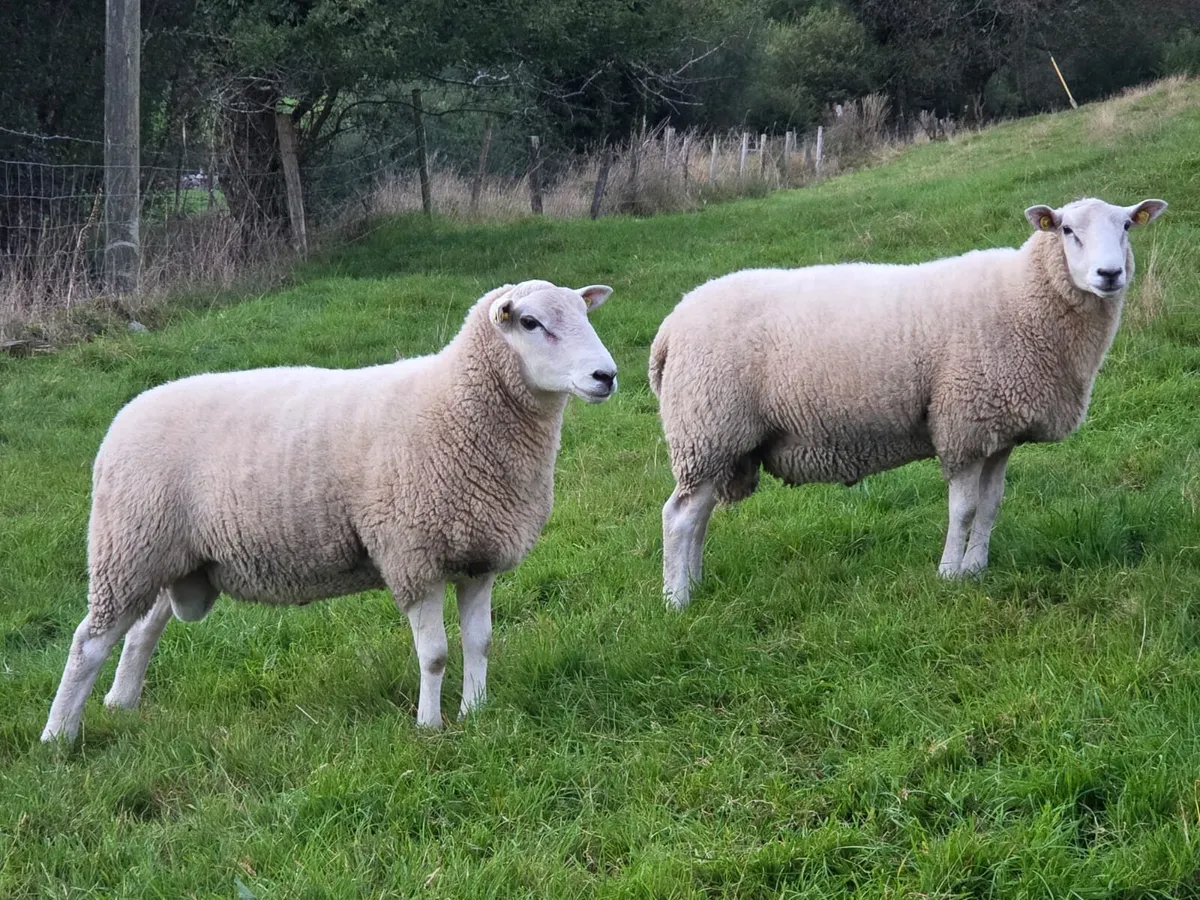 Lleyn hogget rams - Image 3