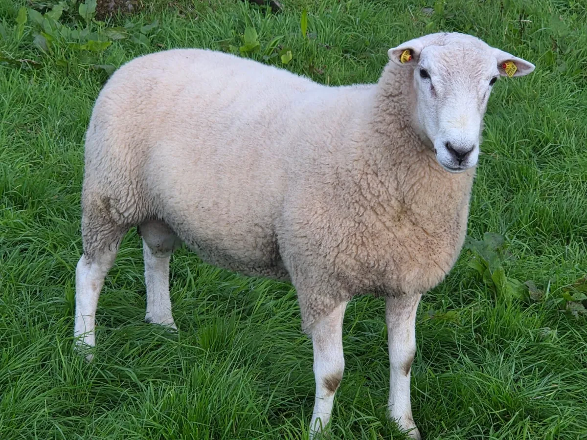 Lleyn hogget rams - Image 4