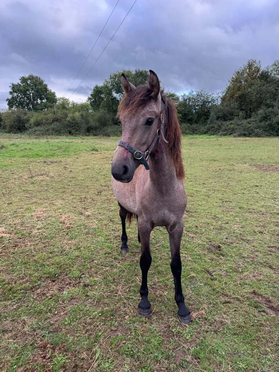 Pony - Image 1