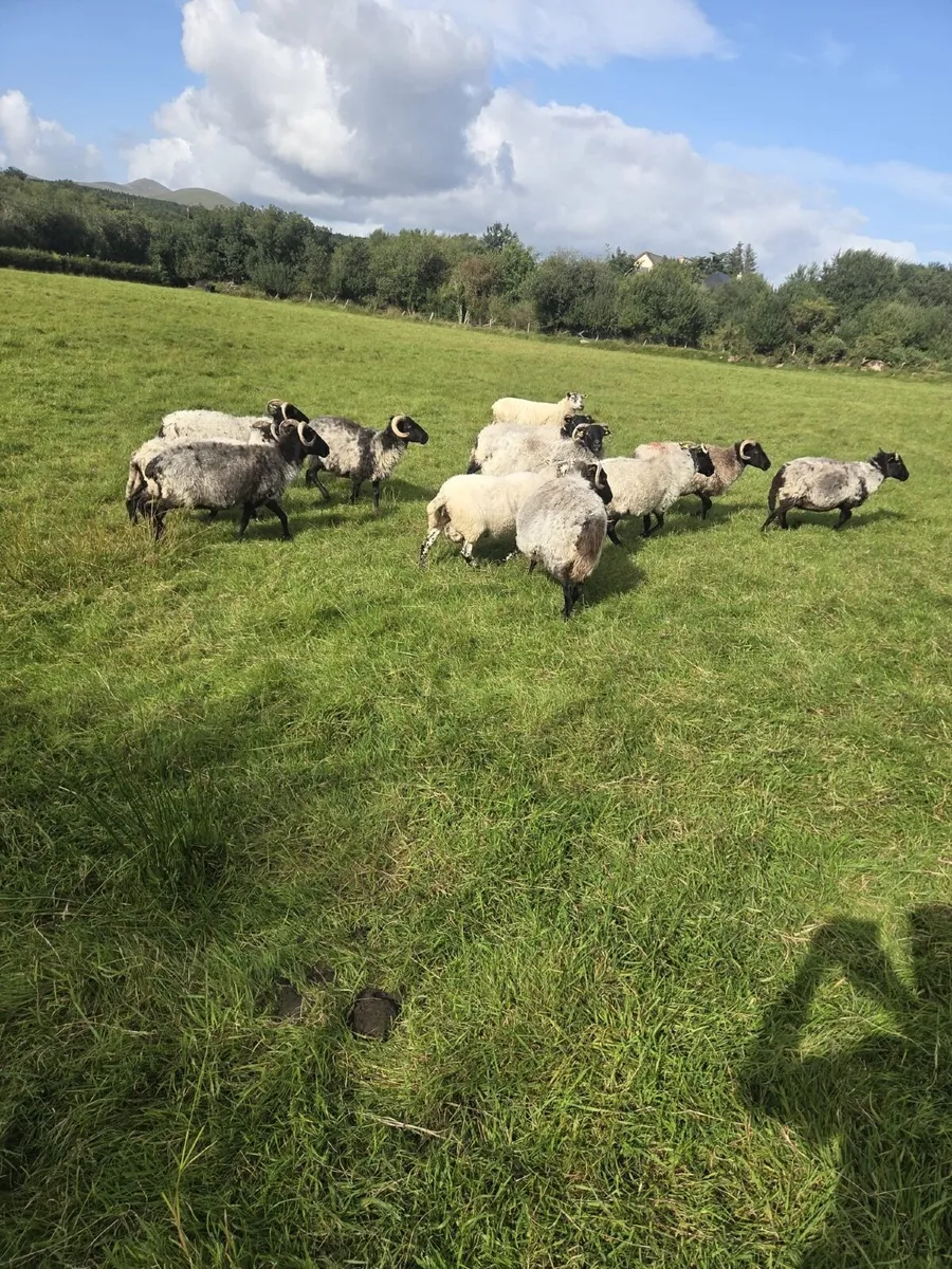 13 black face broken mouth ewes - Image 1
