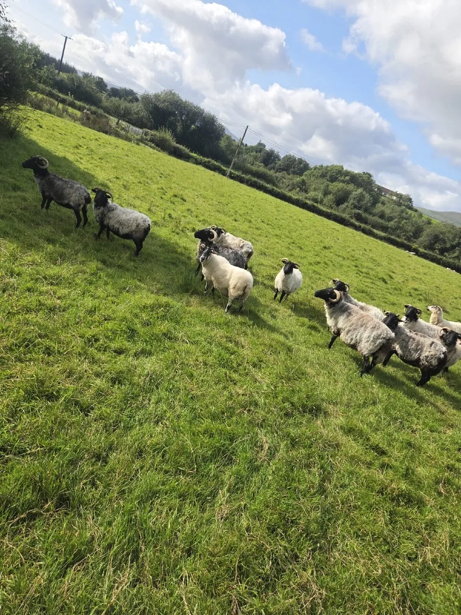 13 black face broken mouth ewes - Image 4