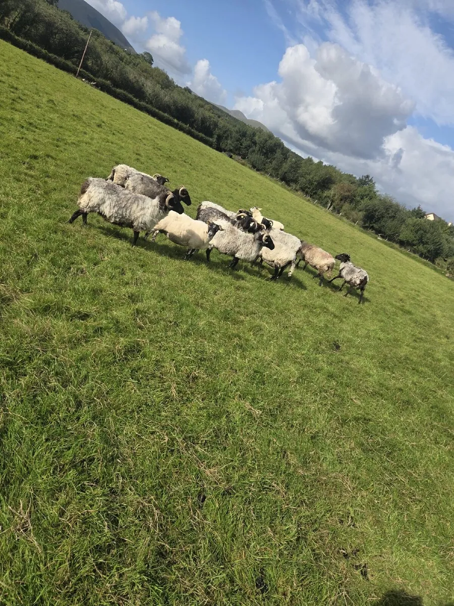 13 black face broken mouth ewes - Image 2