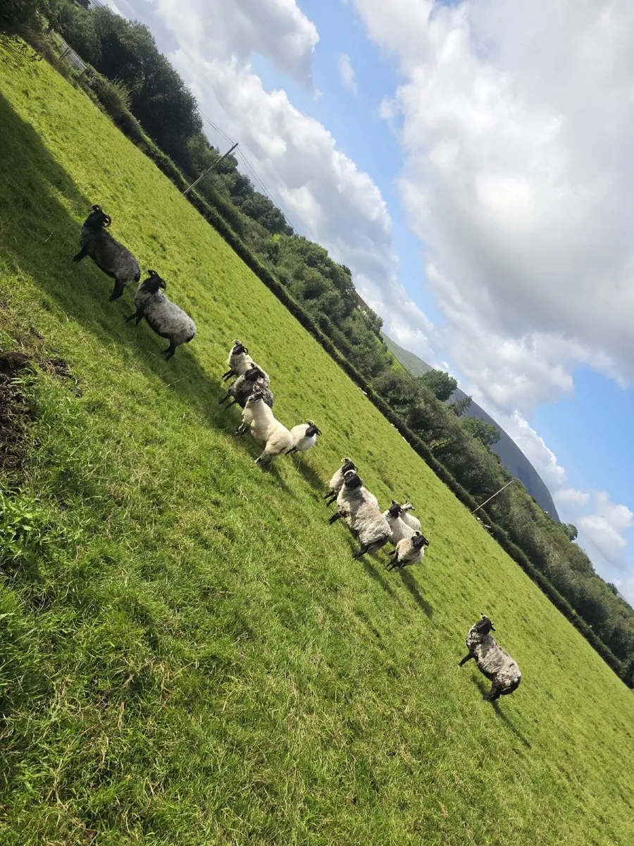 13 black face broken mouth ewes - Image 3