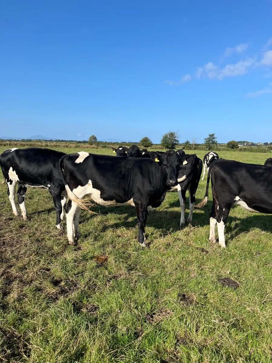 Heifers - Image 3