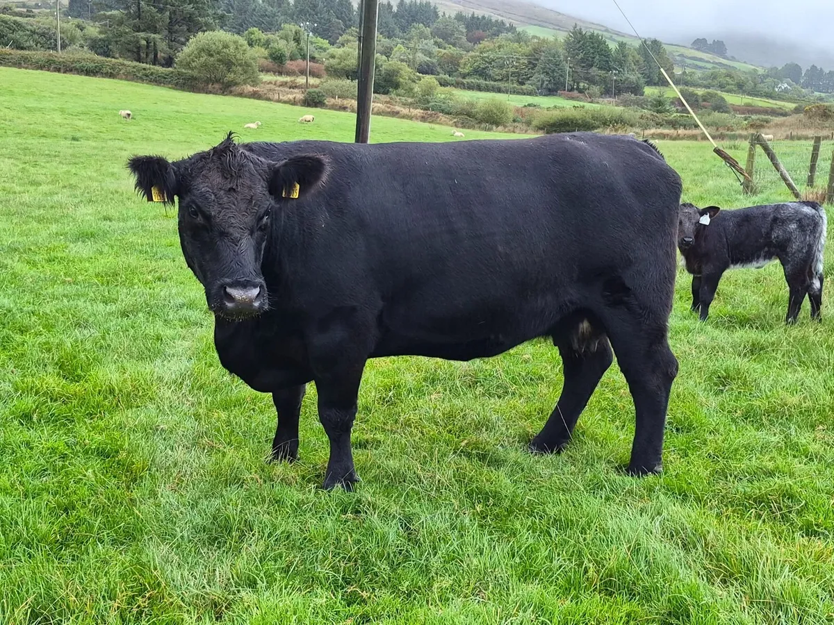 Suckler cow - Image 4