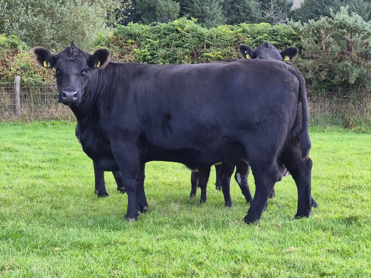 Suckler cow - Image 2