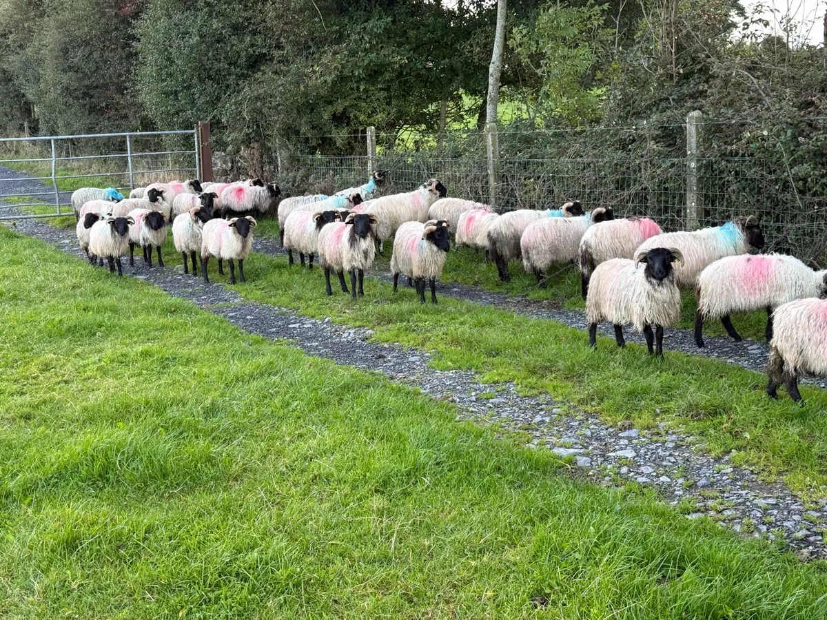 ⚫️Blackface Mountain Ram Lambs⚫️ - Image 2