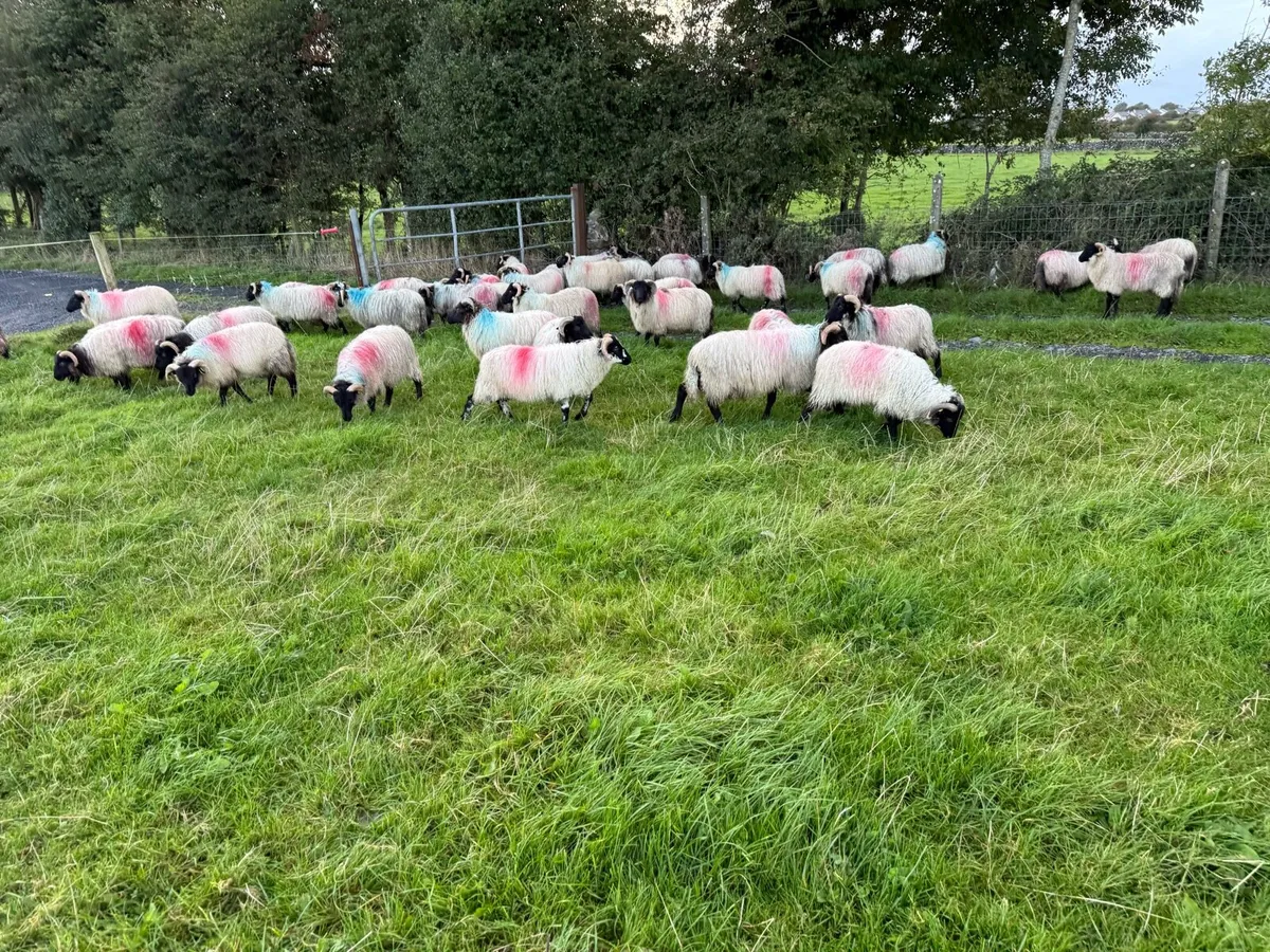 ⚫️Blackface Mountain Ram Lambs⚫️ - Image 3