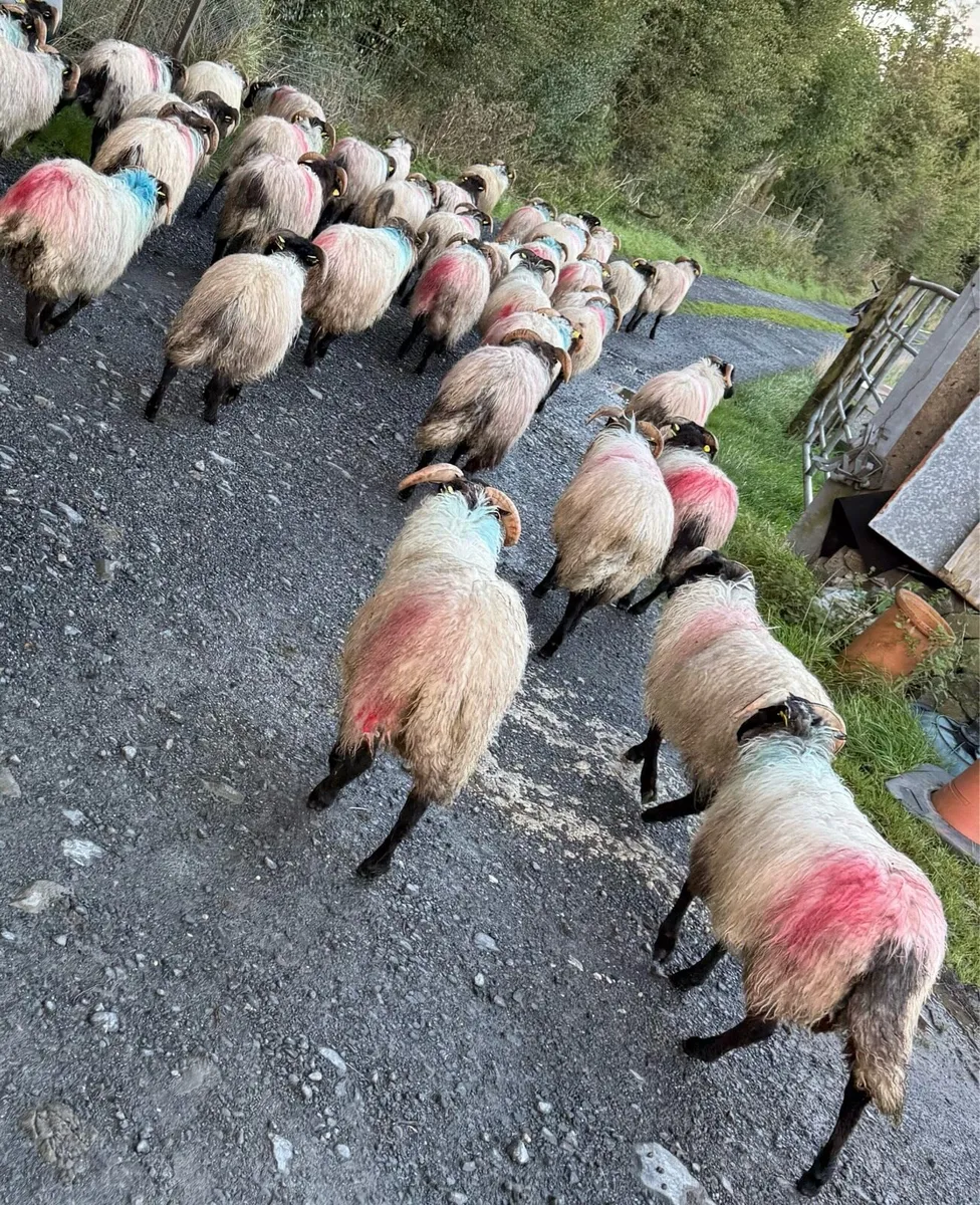 ⚫️Blackface Mountain Ram Lambs⚫️ - Image 4