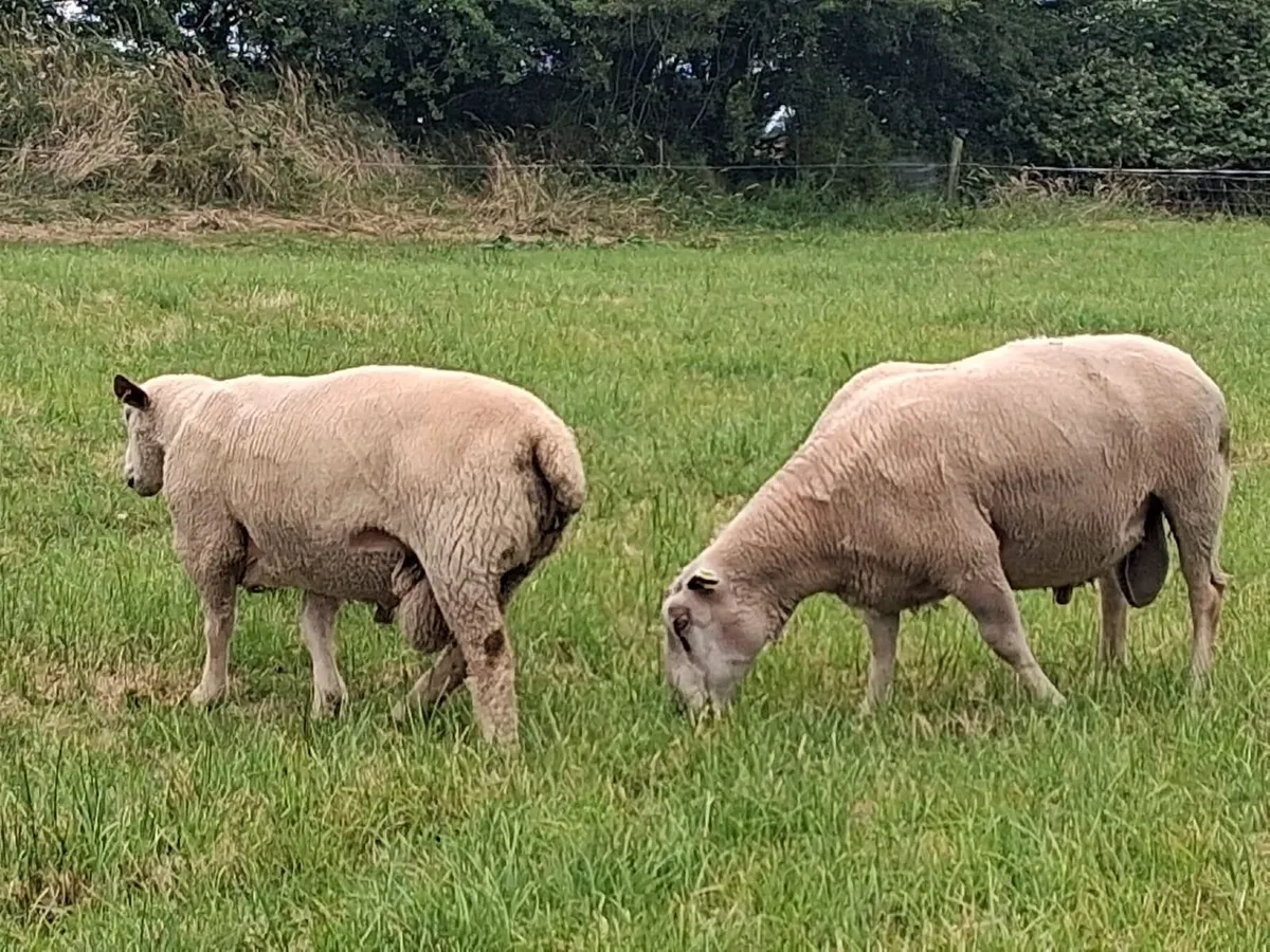 Charlaois Rams for Sale - Image 3