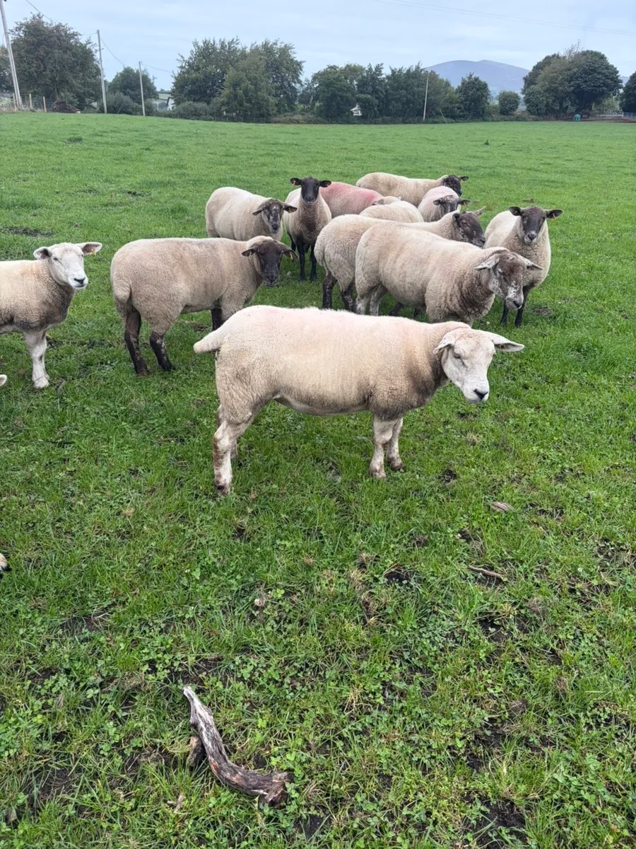 Three year old breeding Ewes - Image 2