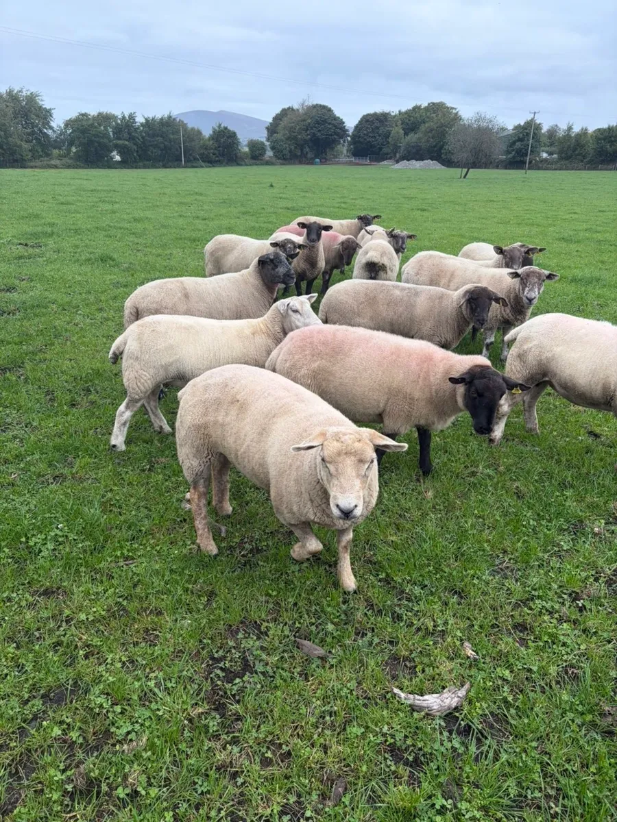 Three year old breeding Ewes - Image 1