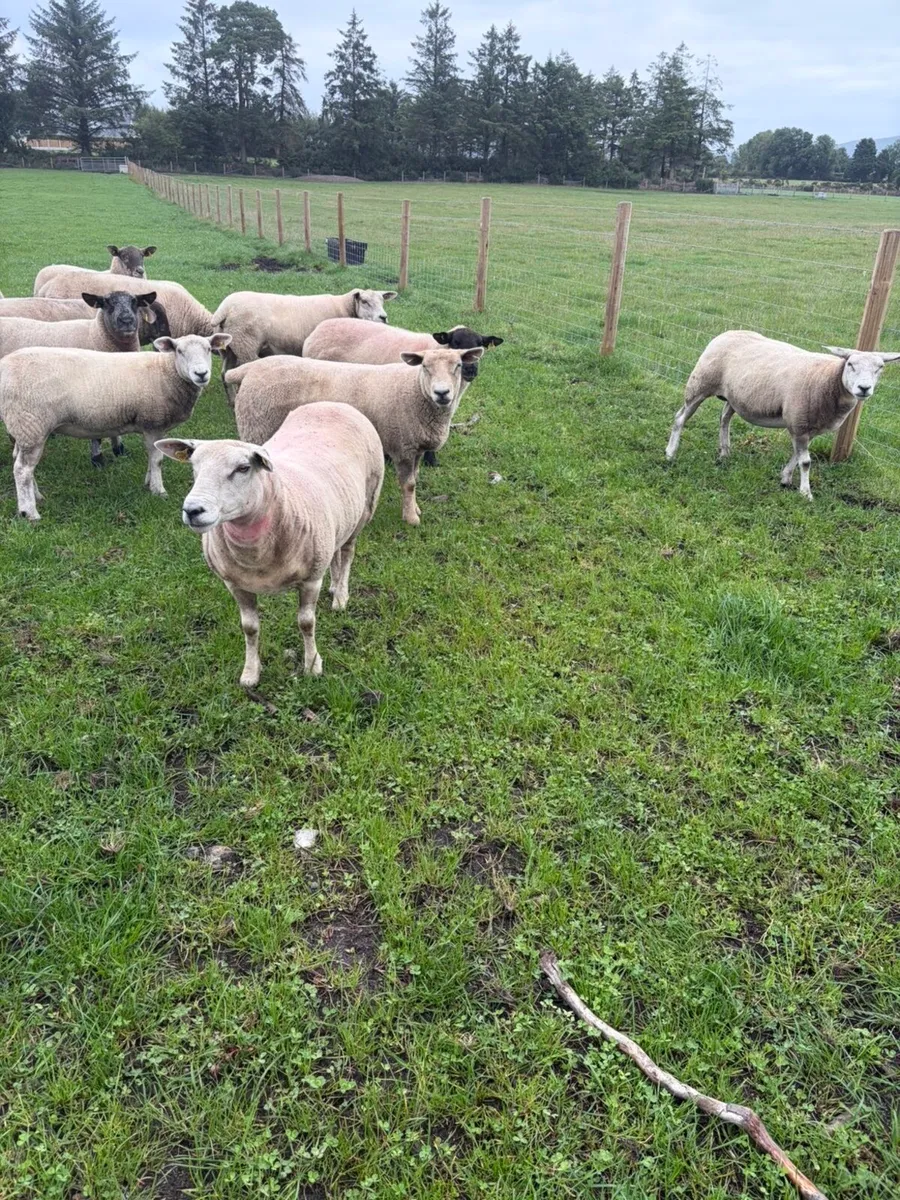 Three year old breeding Ewes - Image 3
