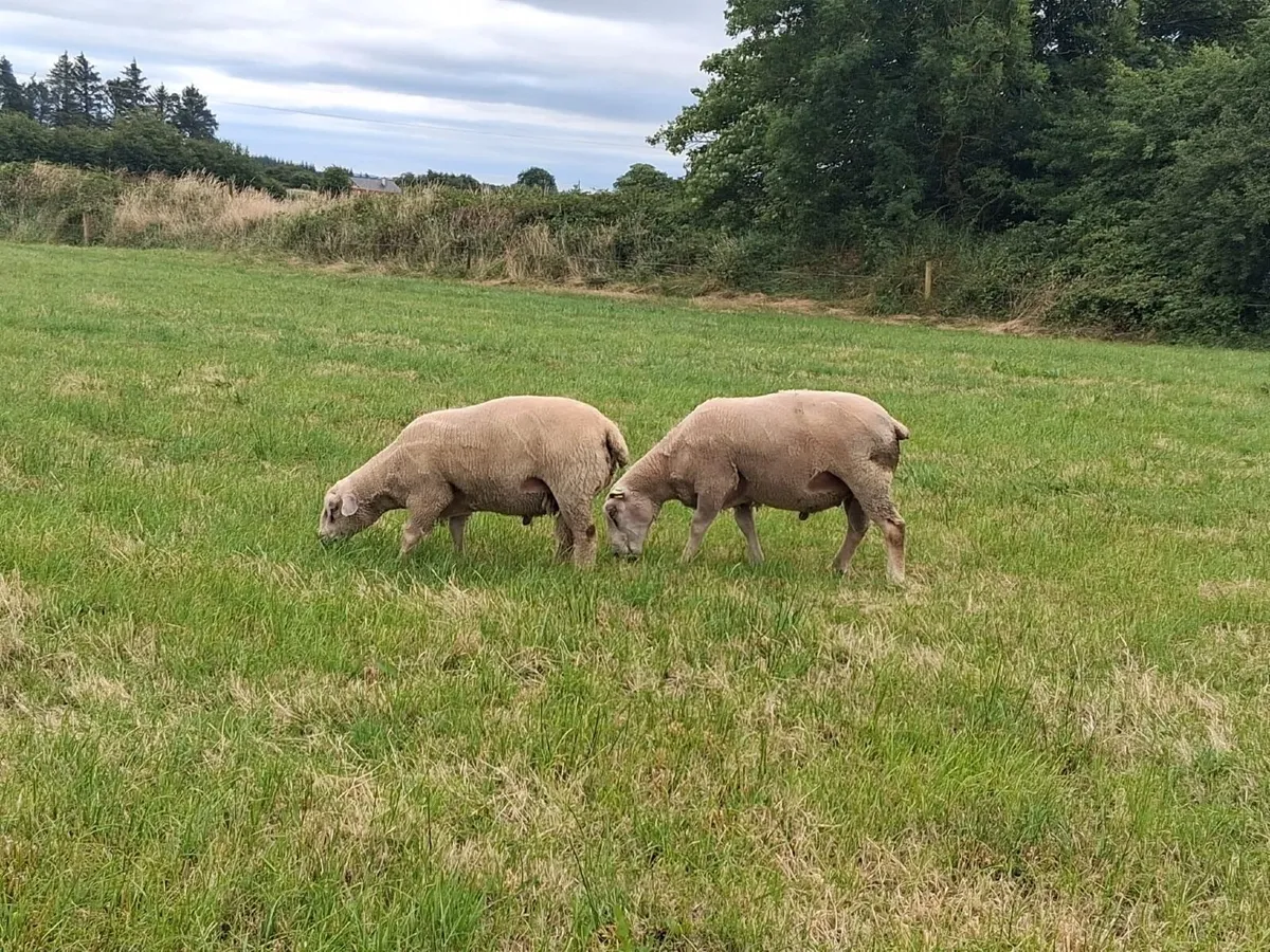 Charlaois Rams for Sale - Image 2