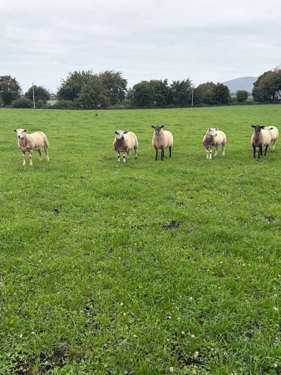 Three year old breeding Ewes - Image 4