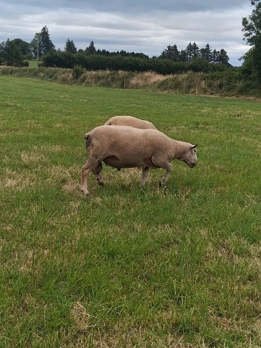 Charlaois Rams for Sale - Image 4