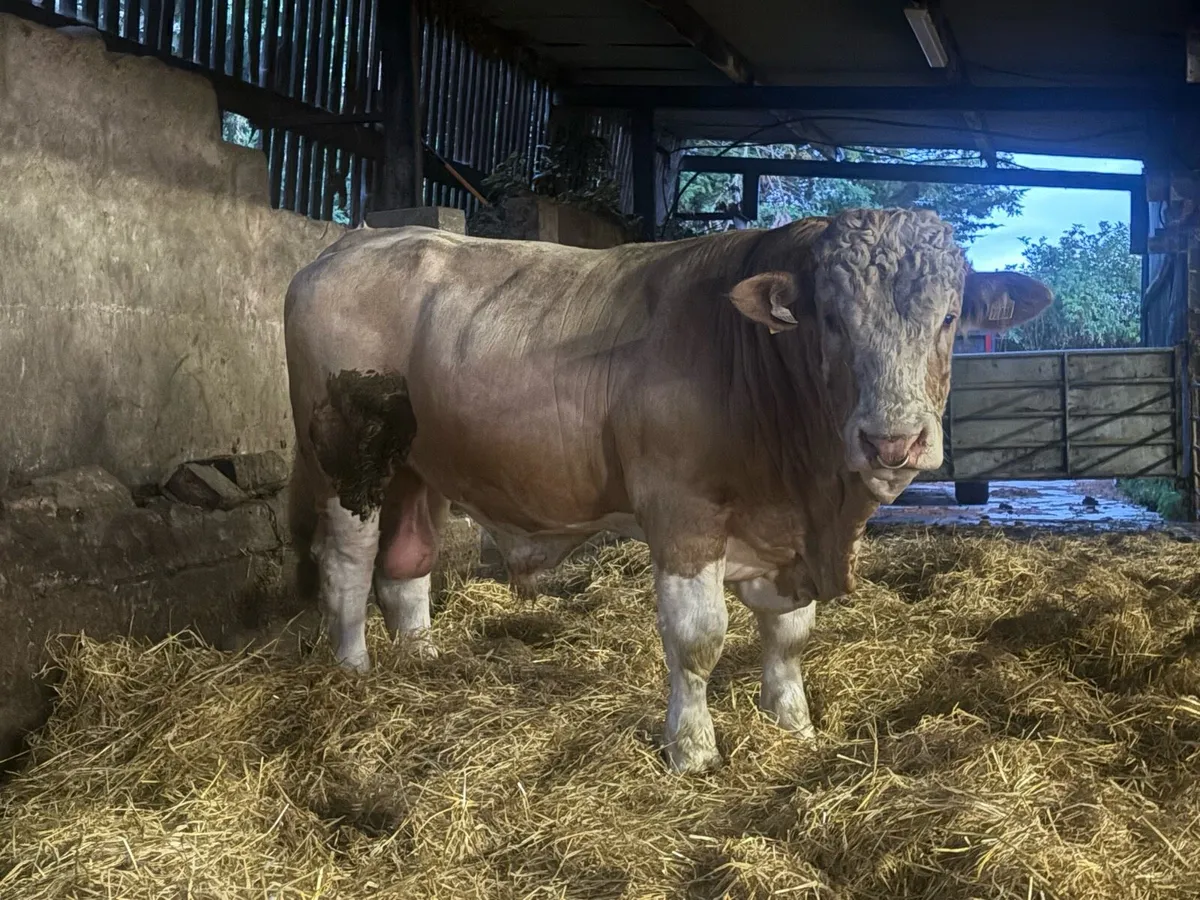 Pedigree Simmental bull 4* - Image 2