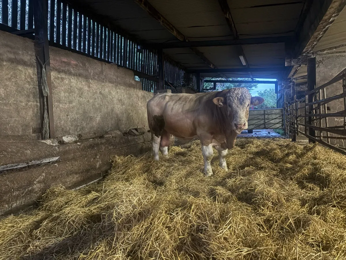 Pedigree Simmental bull 4* - Image 3