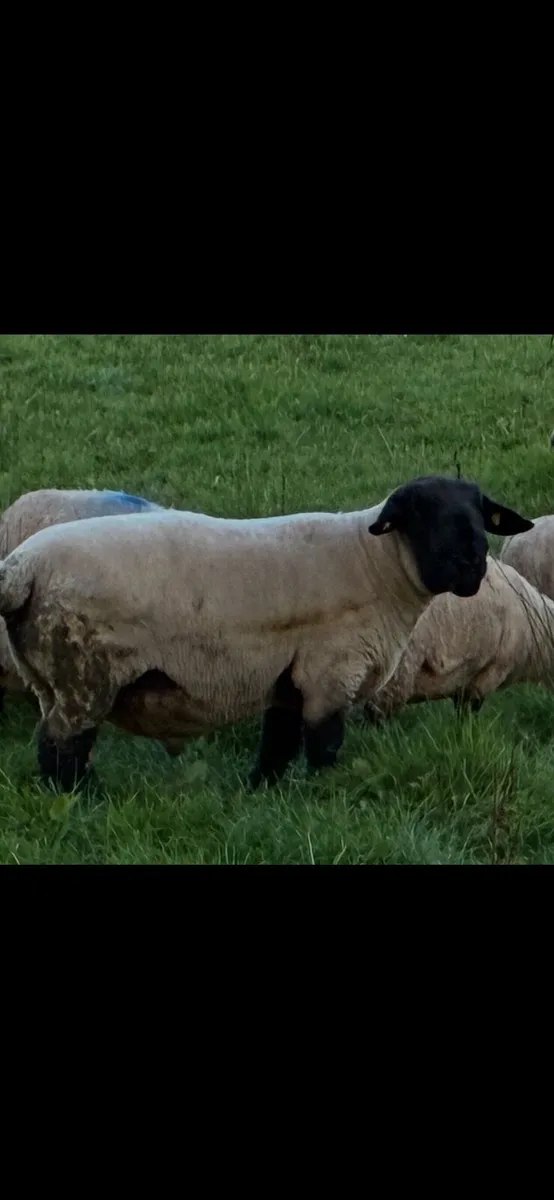 Sheep - Image 1