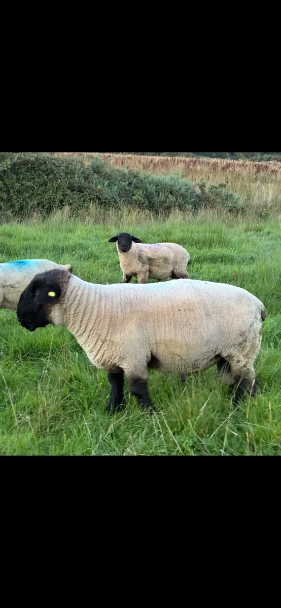 Sheep - Image 4
