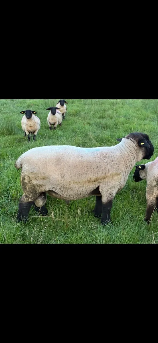 Sheep - Image 2