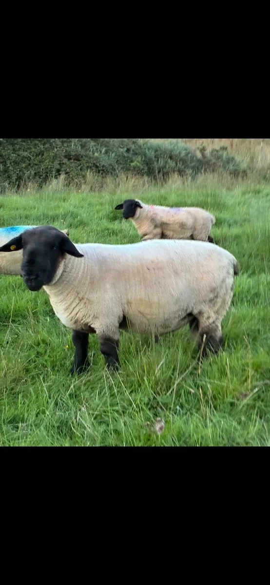Sheep - Image 3