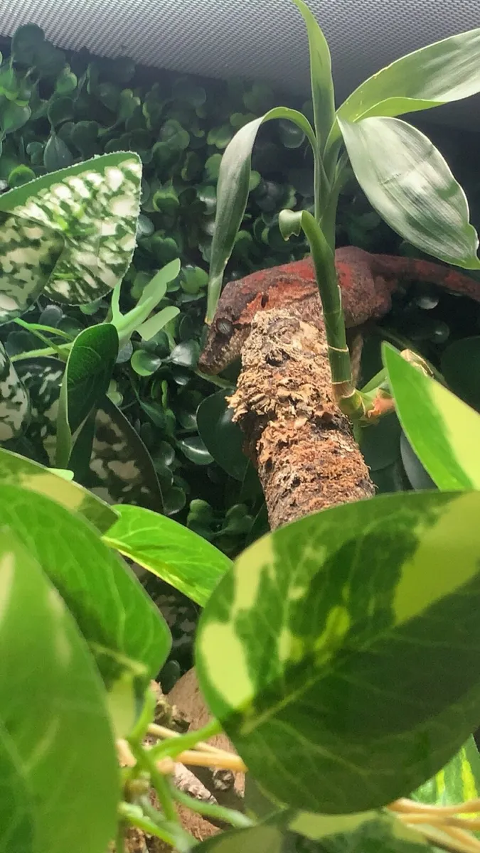 Male Gargoyle Gecko and Setup - Image 3