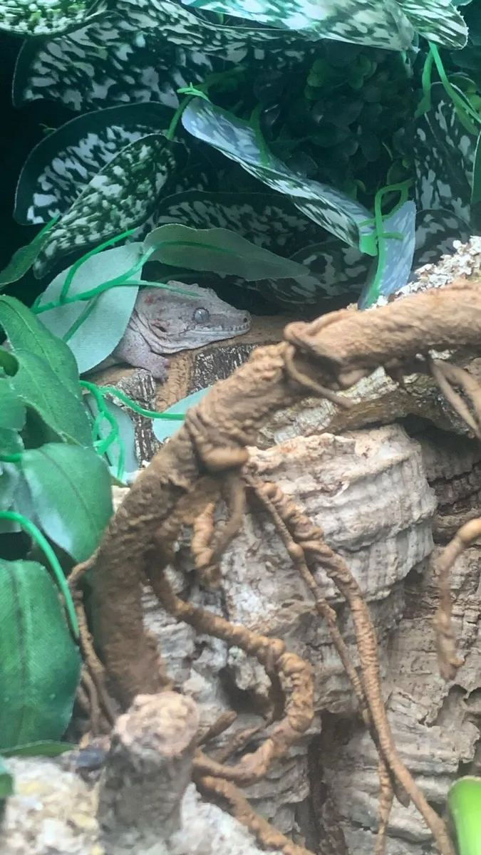 Male Gargoyle Gecko and Setup - Image 4
